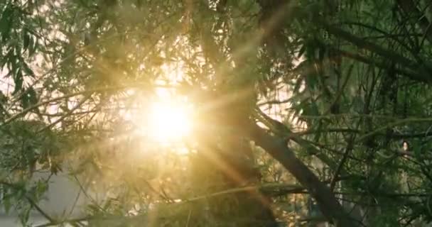 Árbol en parque con salida del sol sobre fondo, color cálido con destellos de sol — Vídeo de stock