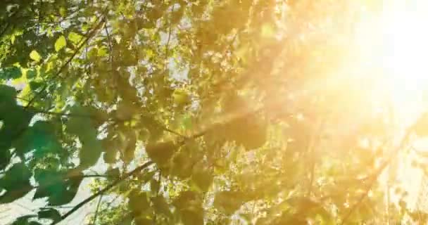 Cena de natureza de cor quente com folhas de árvore e luz solar com chama de lente . — Vídeo de Stock