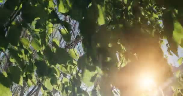 Árbol en el parque con luz sobre fondo, color cálido con destellos de sol — Vídeo de stock