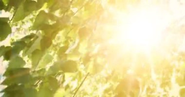 Huş ağacı ve güneş ışığı mercek parlaması ile yaprakları ile doğa sahne. Park arka plan üzerinde gündoğumu ışıkla ağacında