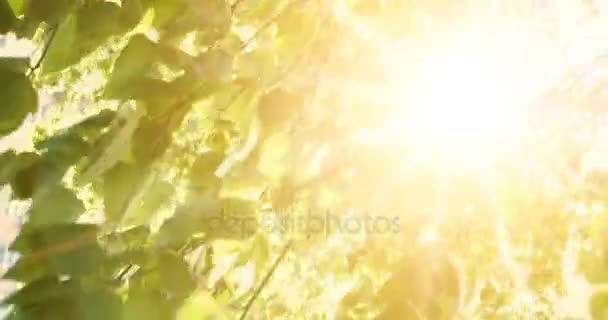 Scène naturelle avec feuilles de bouleau et lumière du soleil avec éclat de lentille. Arbre dans le parc avec la lumière du lever du soleil sur le fond — Video