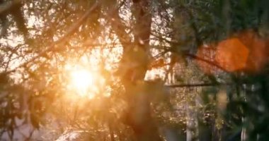 Söğüt ağacı günbatımı ışık