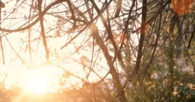 Park arka plan üzerinde gün batımı ile ağacında