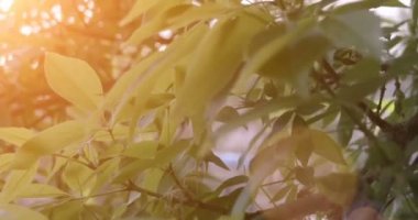 Gün batımında ağaç bahar