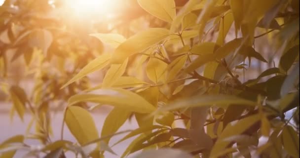 Hijau daun dan cahaya matahari terbenam — Stok Video