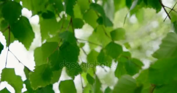 Fondo natural con ramas de abedul y hojas jóvenes brillantes frente al sol del día — Vídeo de stock