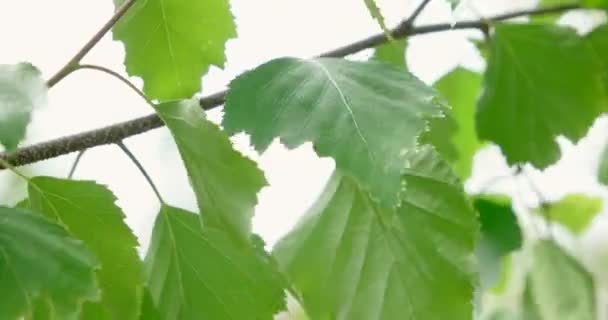 Березові гілки та молоді яскраві листя перед денним сонцем — стокове відео