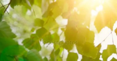 Genç parlak yaprakları gün güneş önünde huş ağacı. Güneş yanıp sönen ile güneşli günde huş ağacı yaprakları. Organik veya Eko kavramı.