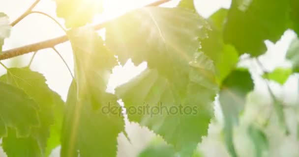 I rami di betulla giovani foglie lucenti di fronte a sole di giorno. Foglie di betulla in giorno soleggiato . — Video Stock
