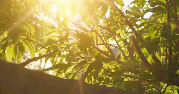 Jilm ve slunečný den. Přírodní pozadí s elm pobočky a malé světlé listy před den slunce plápolají. — Stock video