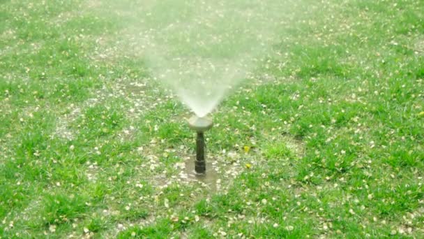Spruzzatore erba iarda diffondere l'acqua. Spruzzatore d'acqua in prato con macchie di cane . — Video Stock