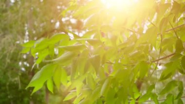 Genç parlak gün güneş önünde ilkbaharda bırakır. Güneş yanıp sönen ile güneşli gün içinde ağaç yaprakları. Organik Eko kavramı.