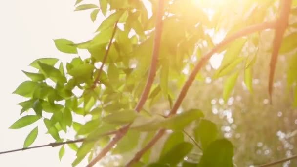 Folhas verdes na frente do sol do dia na primavera. Folhas de árvore de parque em dia ensolarado com o sol piscando. Conceito orgânico ou ecológico . — Vídeo de Stock