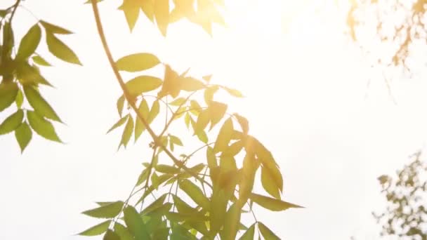 Bladen av park träd rör sig långsamt på vind med ljusa morgonsol på bakgrund — Stockvideo