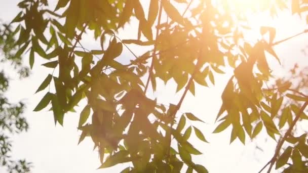 Natureza com folhas de árvores frescas e sol brilhante vintage classificação de cores. Folhas verdes e sol na primavera — Vídeo de Stock