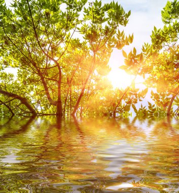 Bahar sayesinde güneş yansıma Brook su bırakır.