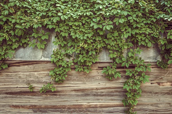 Valla de madera vieja con ramas de uva, marco para texto, espacio de copia — Foto de Stock