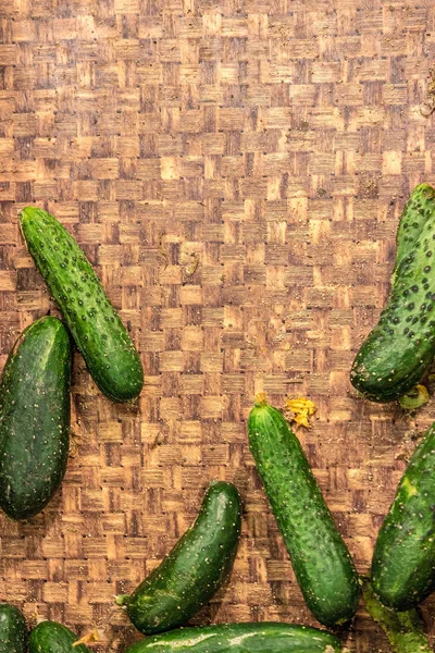 Cucumber harvest. Half Empty Basket with fresh ripe cucumbers on bottom. Copy Space.