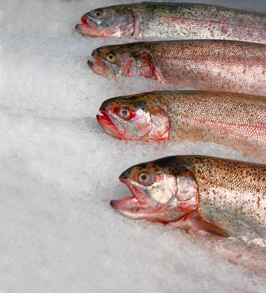 Poisson de saumon frais sur glace — Photo