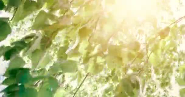 Hojas de árboles forestales. Fotografía de luz solar de madera verde natural. Hola verano . — Vídeos de Stock