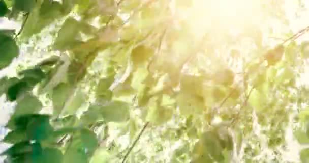 Forest trees leaves. Nature green wood sunlight footage. Hello summer. — Stock Video