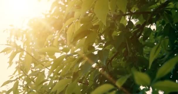 Folhas de árvores florestais. Imagens de luz solar de madeira verde da natureza. Olá conceito de verão — Vídeo de Stock
