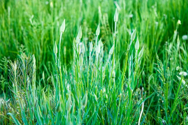 Brotes de amapola silvestre en la hierba fresca de primavera —  Fotos de Stock