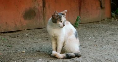 Tek başına dışarıda oturmak terbiyeli feral kedi
