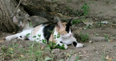 Yerde oturan üç feral kedi