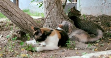 Ağacın altında üç feral kedi