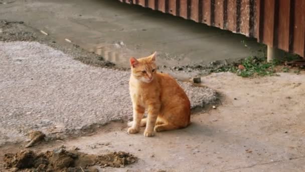 Wilde orange gestromte Katze sitzt in der Nähe von Metallzaun — Stockvideo