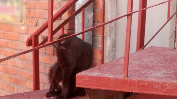 Μαύρη γάτα που γλείφει σε μια κόκκινη σκάλα — Αρχείο Βίντεο