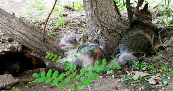 Orgulho de gatos selvagens descansando perto da árvore — Vídeo de Stock