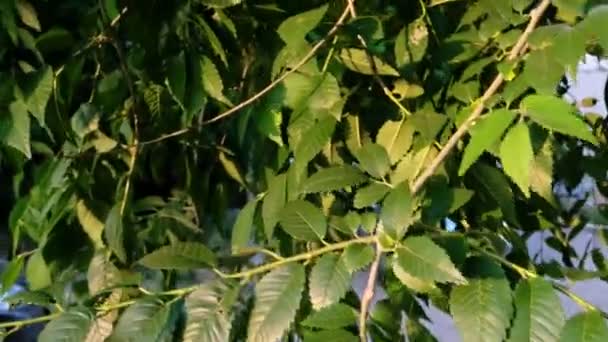 Bladeren van elm in het duwen van de zon — Stockvideo