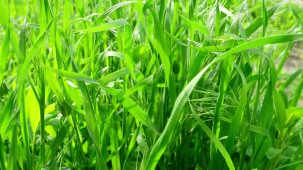 Groen gras verlicht door zonlicht — Stockvideo