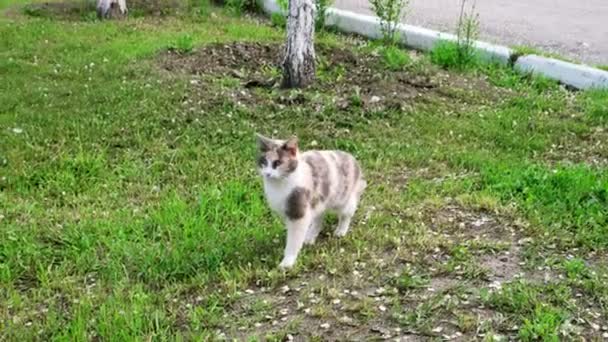 Vacker grå pussycat med vitt bröst står på gräset och gå ut — Stockvideo