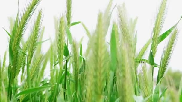 Heads of springtime cereal sprouts — Stock Video