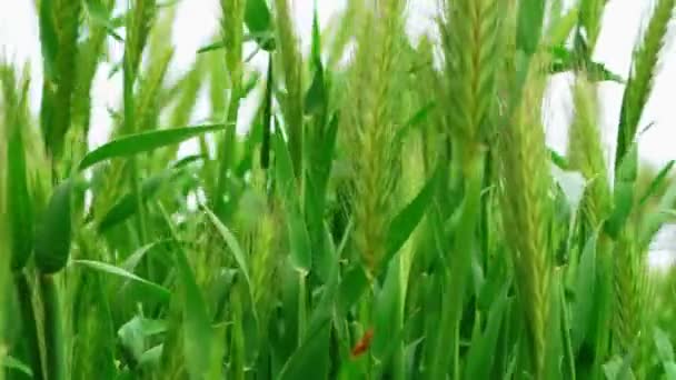 Macro of springtime cereal sprouts — Stock Video