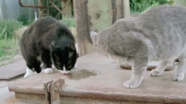 İki vahşi kedi yemek
