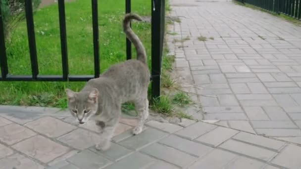 Slim feral katt promenader utomhus — Stockvideo