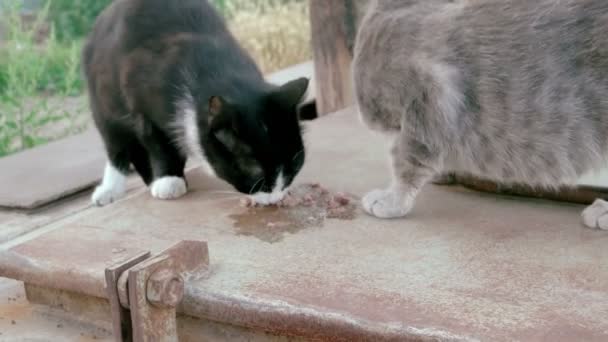 Dois animais selvagens comem ao ar livre — Vídeo de Stock