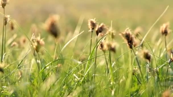 Herbe désertique avec têtes sèches au printemps 