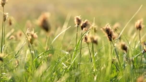 Woestijn gras met droge hoofden in het voorjaar — Stockvideo