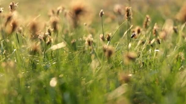 Trockene Köpfe von Sommergras — Stockvideo