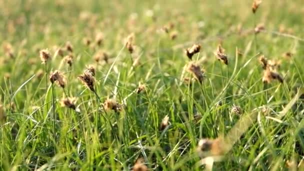 風で新鮮な夏の草 — ストック動画