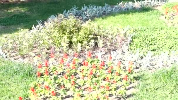 Macizos de flores con tulipanes, jacintos de uva, jacintos y narcisos en el jardín de primavera — Vídeos de Stock