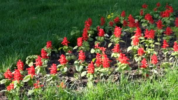 Renkli çiçek lale, üzüm sümbül, sümbül ve Nergis bahar bahçe — Stok video