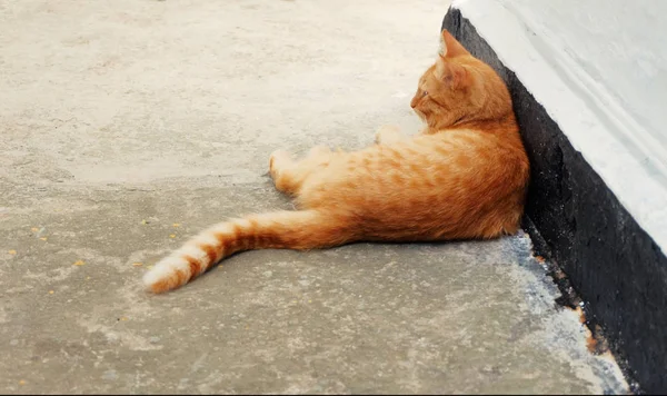 Braune Katze ruht sich im Freien aus — Stockfoto