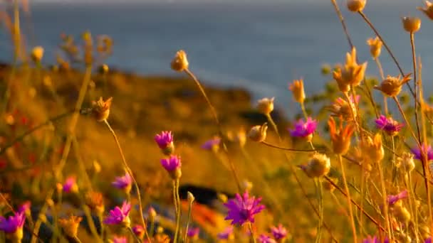 Fleurs du désert sur la côte de la mer d'Azov — Video