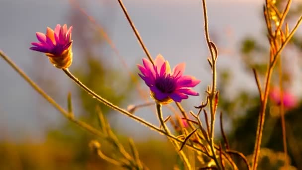 Flores Macro Filmagem — Vídeo de Stock